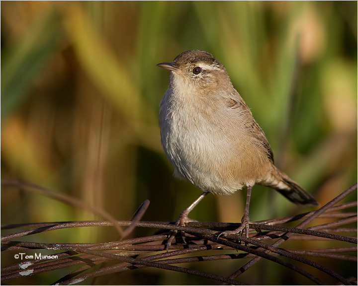  Marsh Wren (juvenile)