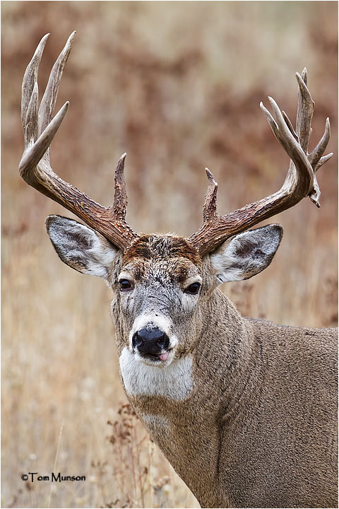  White-tailed Deer