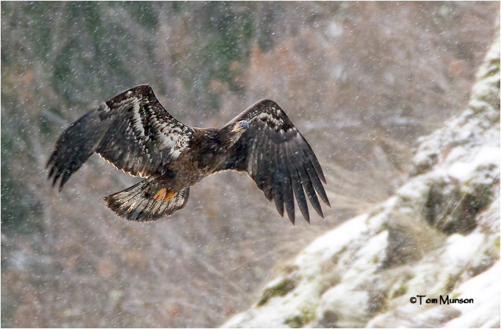  Bald Eagle  (Immature)