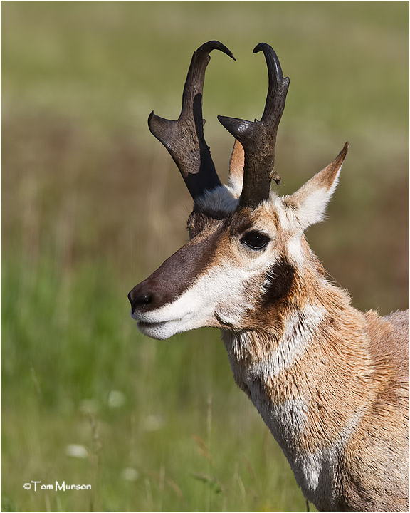  Pronghorn Antelope