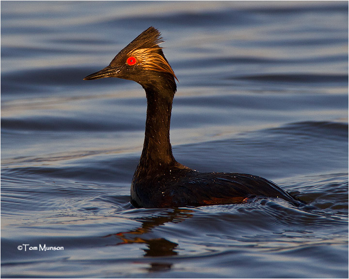  Eared Grebe