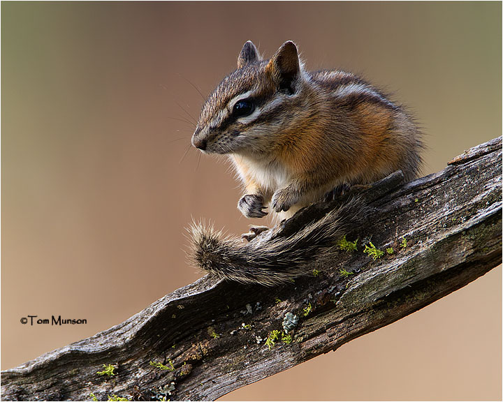  Chipmunk