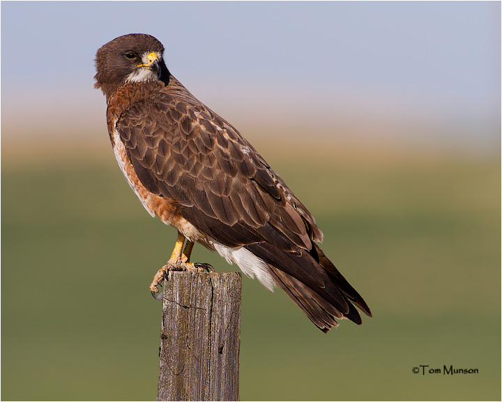  Swainsons Hawk