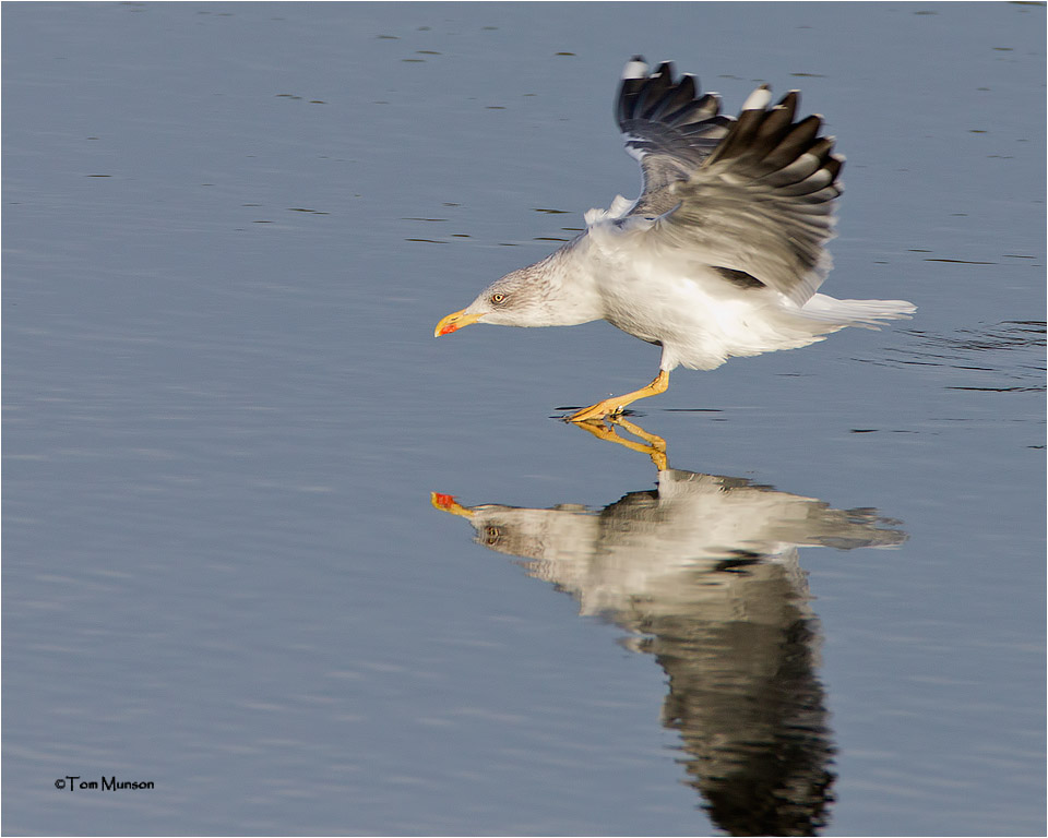 Lesser-Black-backed Gull