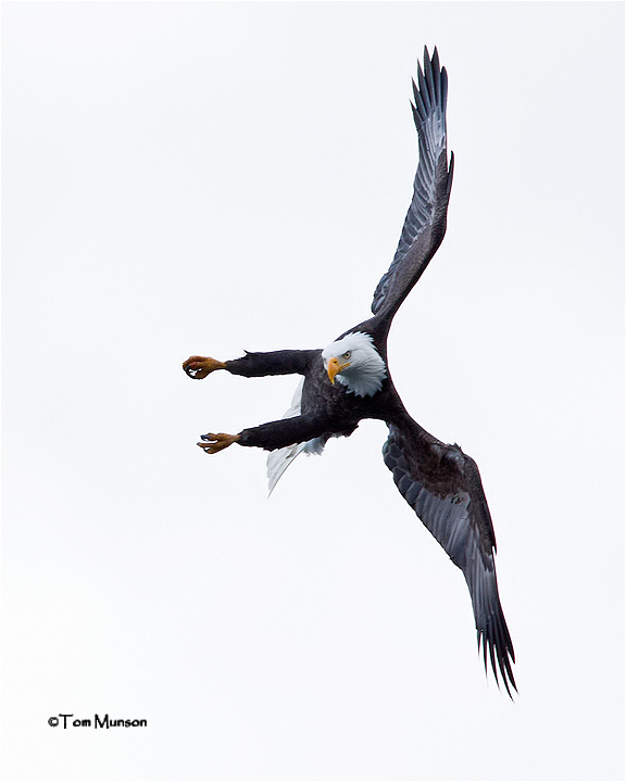  Bald Eagle