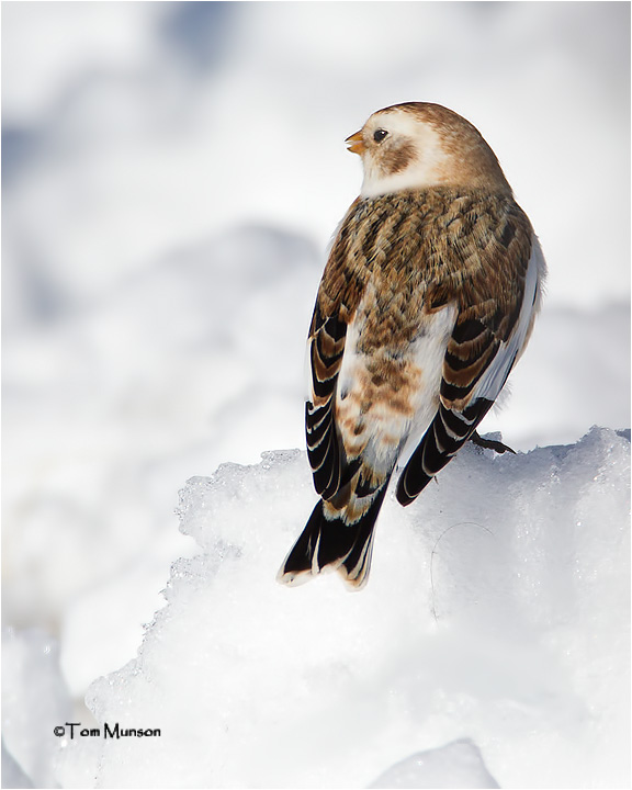  Snow Bunting