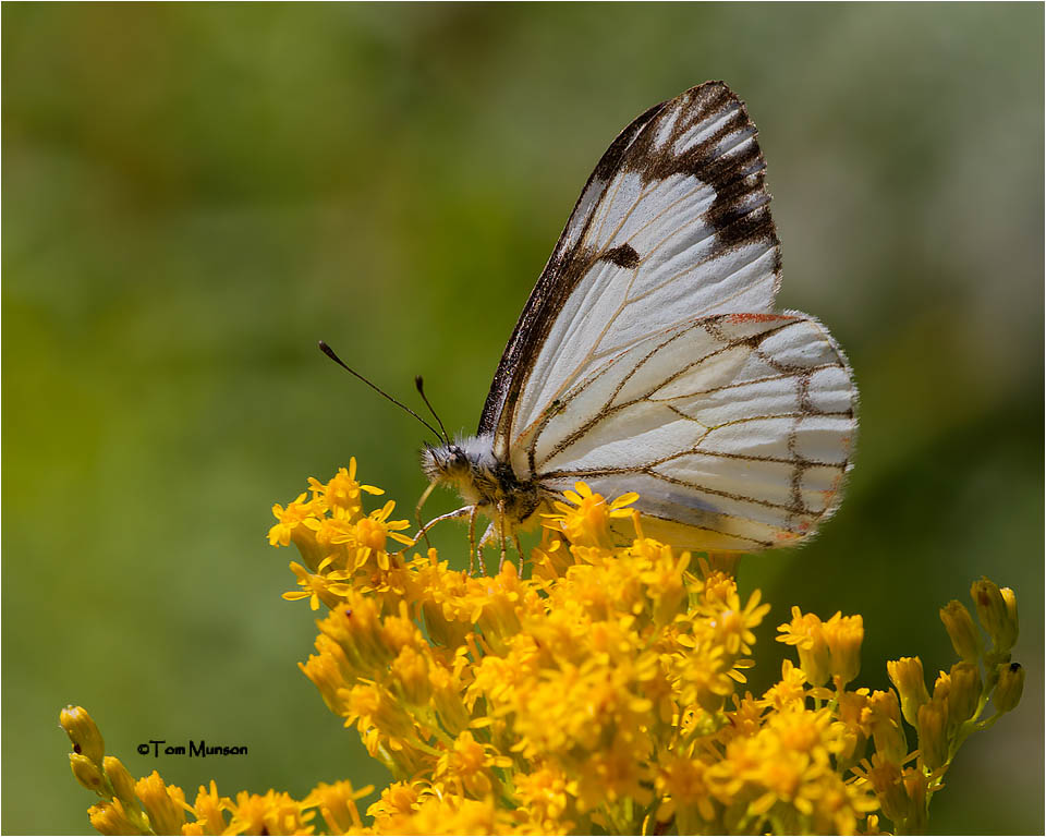  Pine White