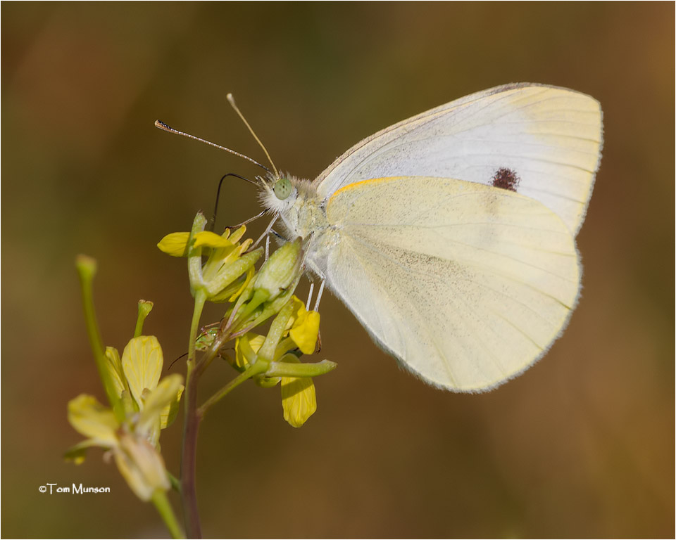  Cabbage White 