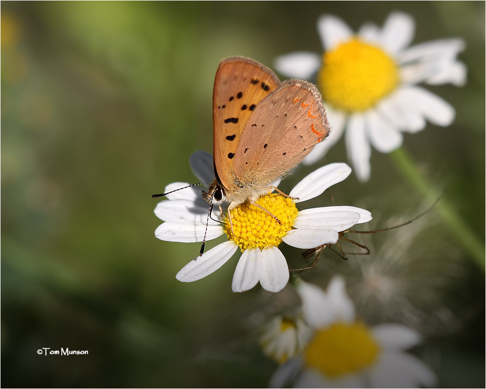  Purplish Copper   ( look at whats lurking under the flower)