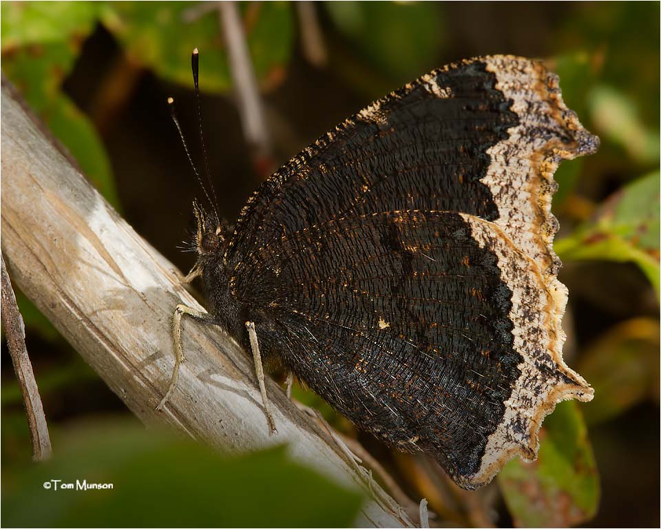  Mourning Cloak 