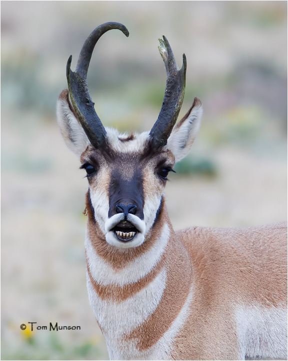  Pronghorn Antelope 