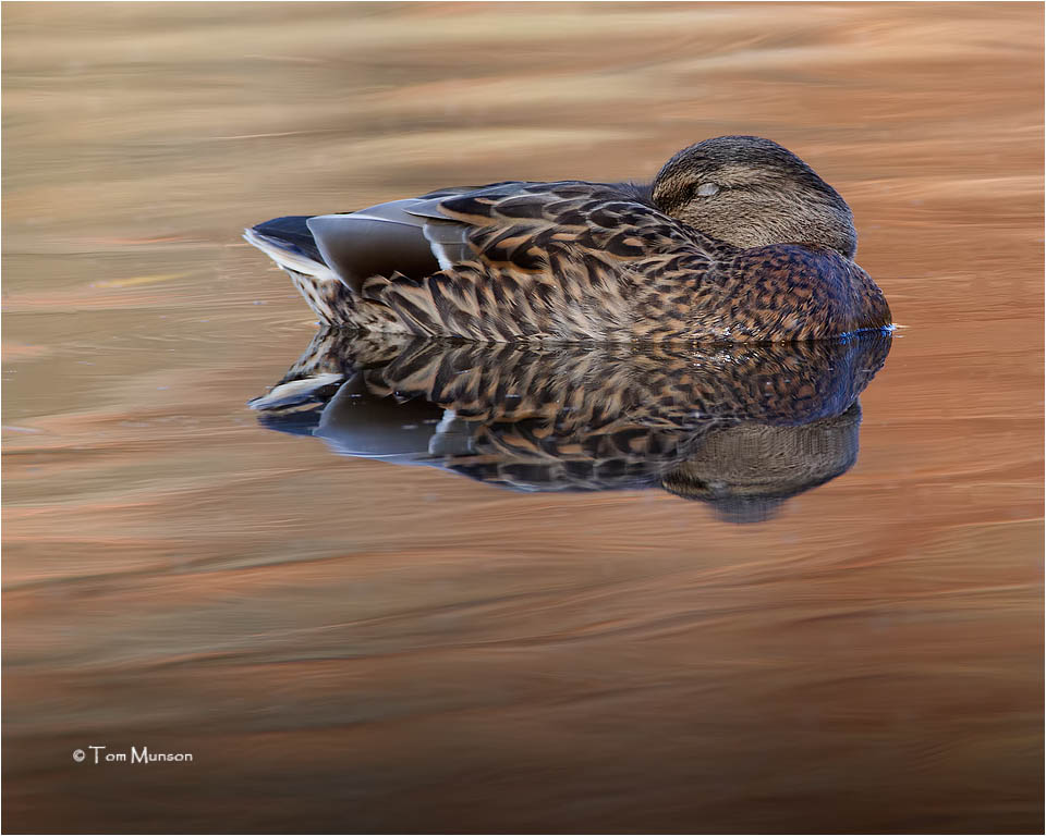 Mallard (hen)