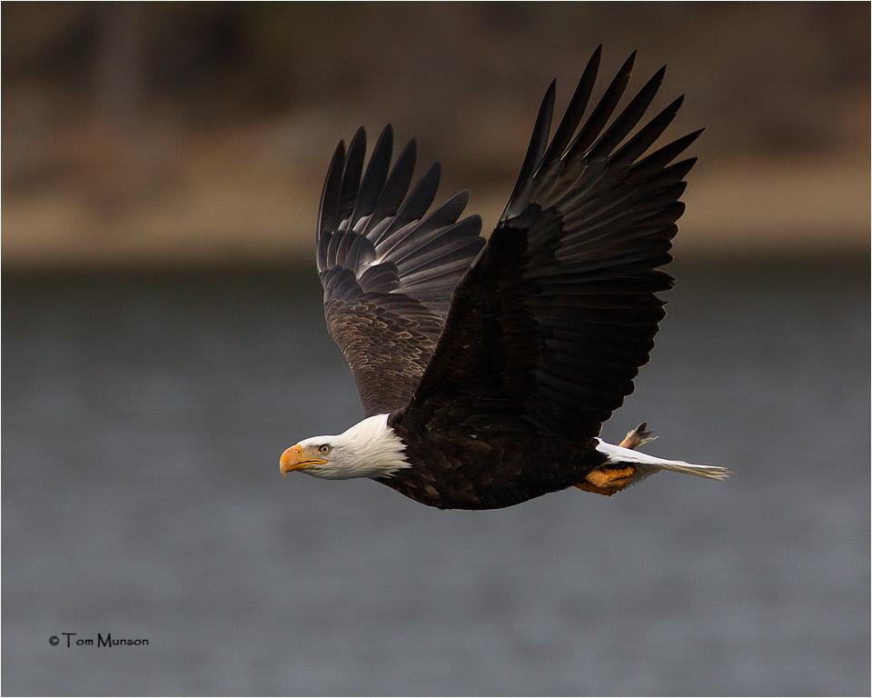  Bald Eagle 