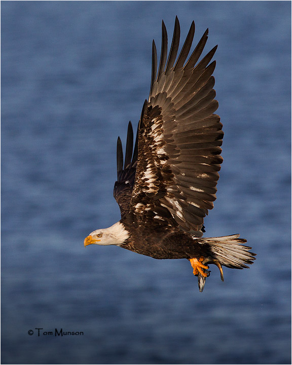  Bald Eagle 