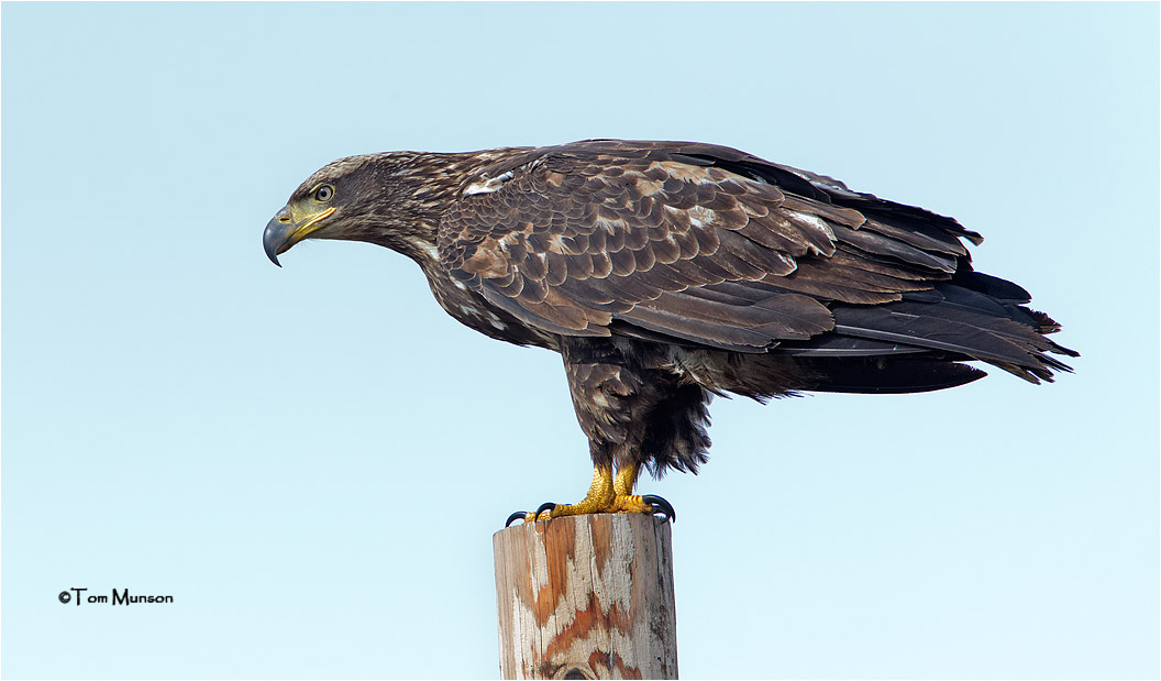  Bald Eagle 