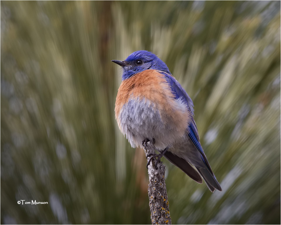  Western Bluebird 