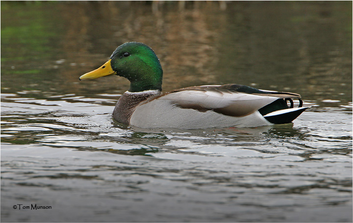 Mallard