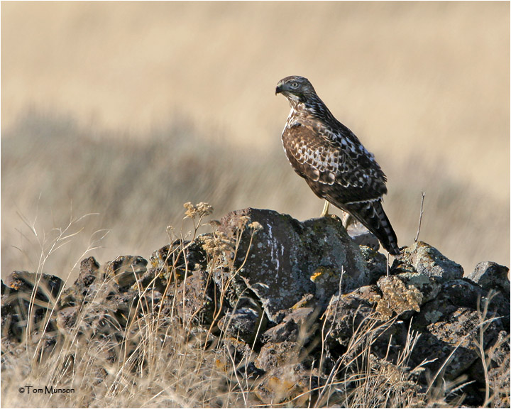 Red-tailed Hawk