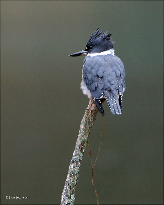 Belted Kingfisher