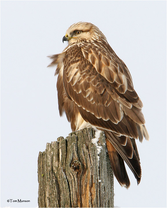 Rough-legged Hawk