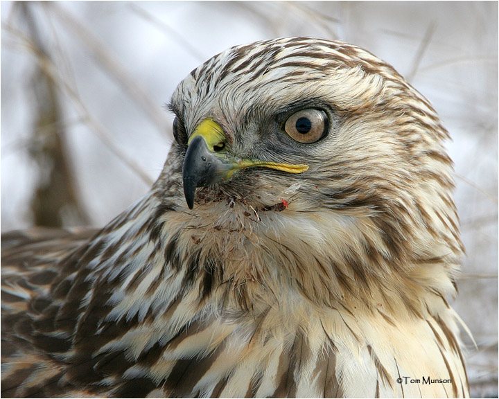Rough-legged Hawk