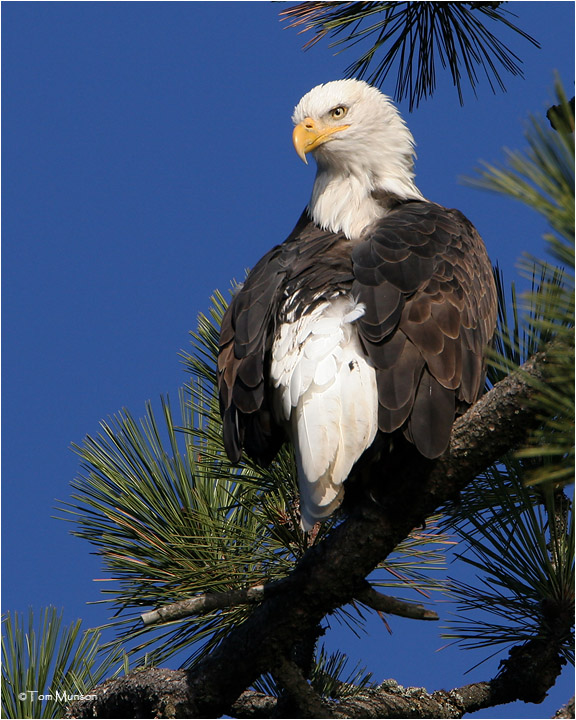 Bald Eagle