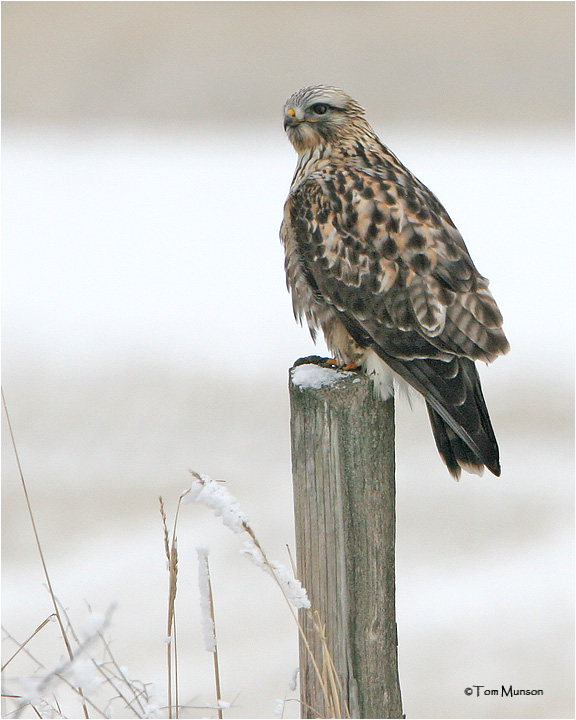 Rough-legged Hawk