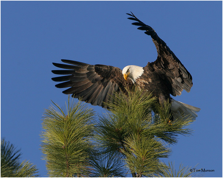 Bald Eagle