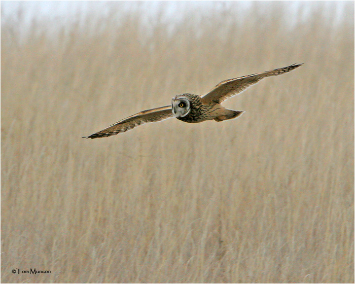 Short-eared Owl