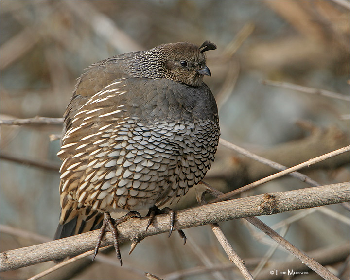 California Quail       (female)