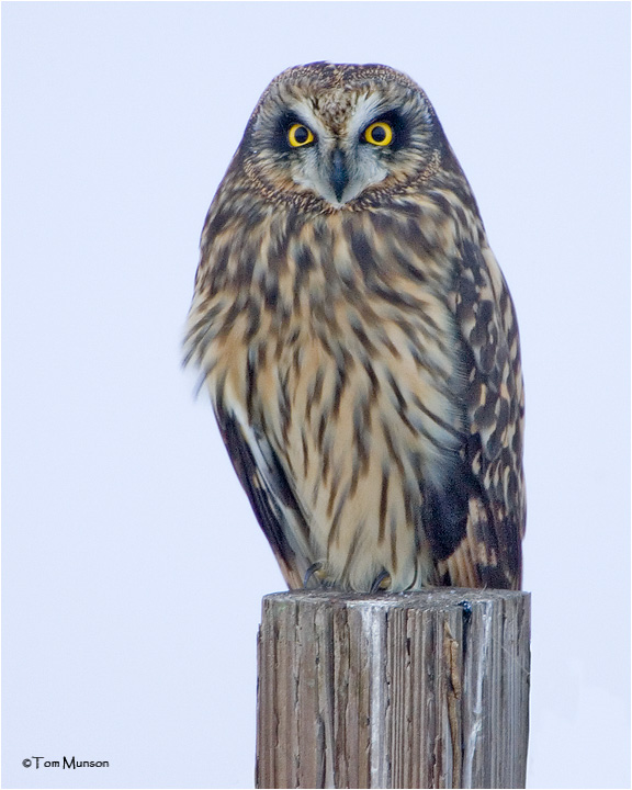 Short-eared Owl