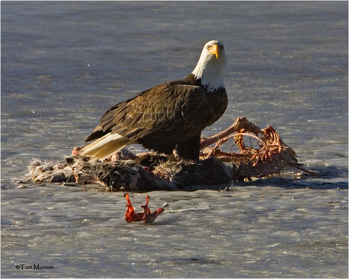 Bald Eagle 
