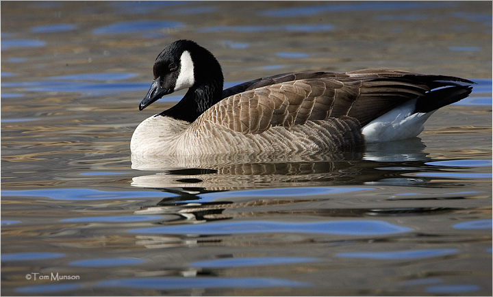 Canada Goose