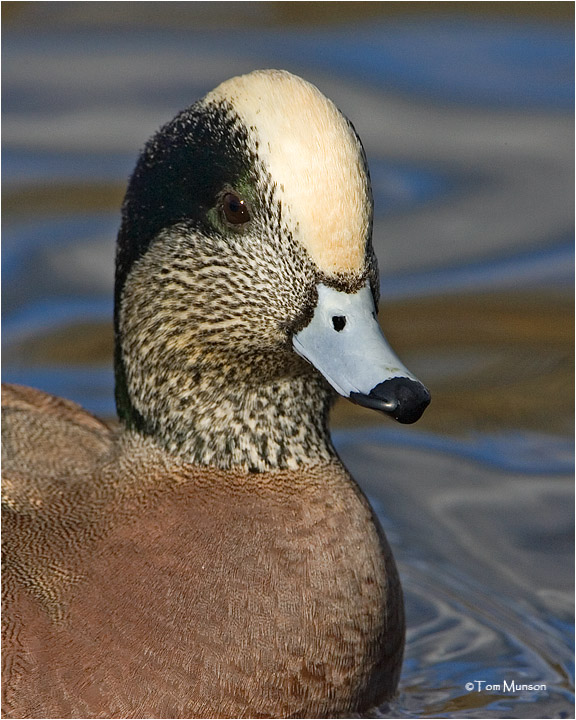 American Wigeon