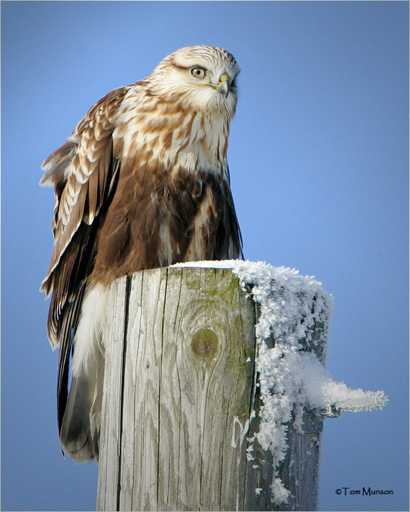 Rough-legged Hawk