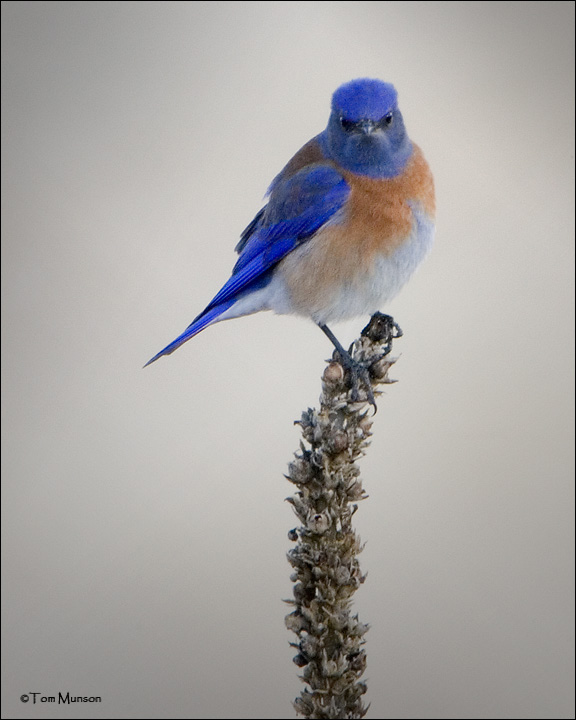 Western Bluebird    first for the year for me