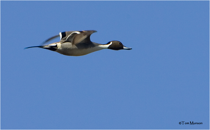Northern Pintail