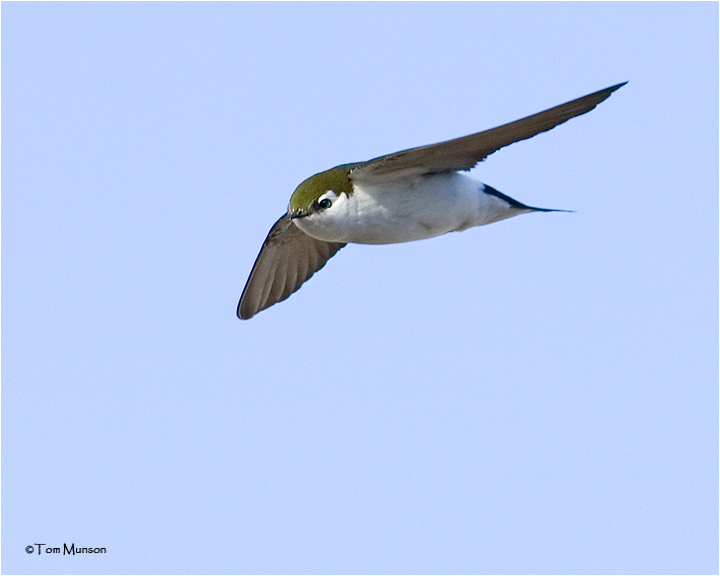 Violet-green Swallow