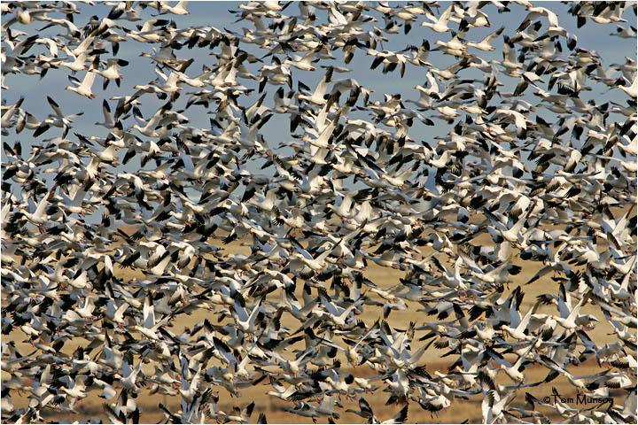 Snow Geese