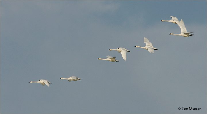 Tundra Swans