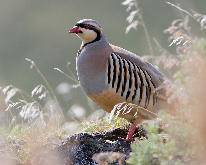 Chukar