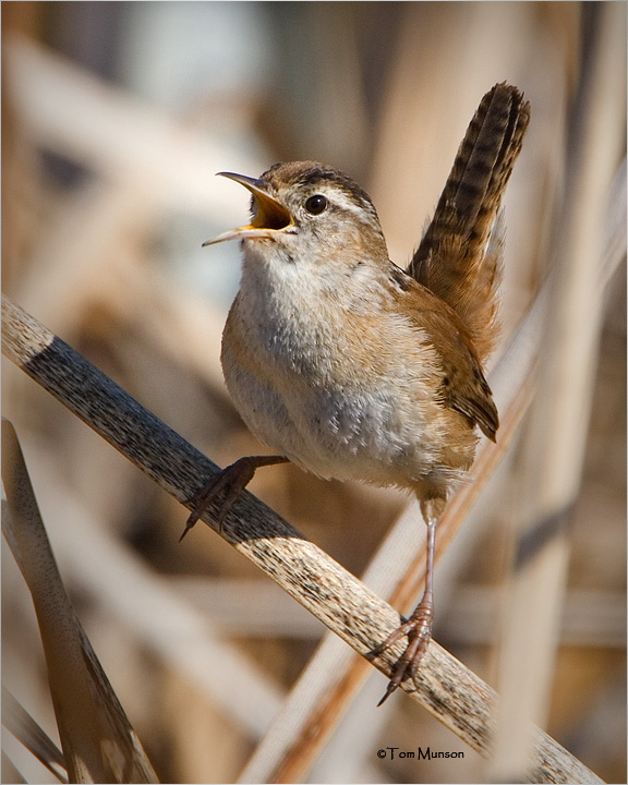 Marsh Wren