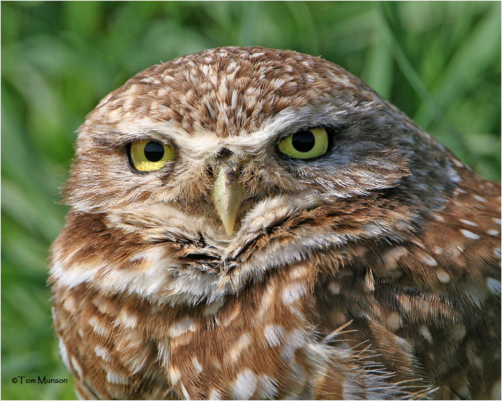 Burrowing Owl