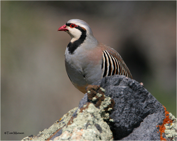 Chukar