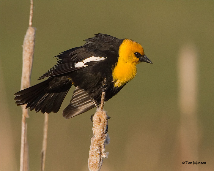 Yellow-headed Blackbird  (male)