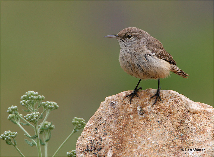 Rock Wren