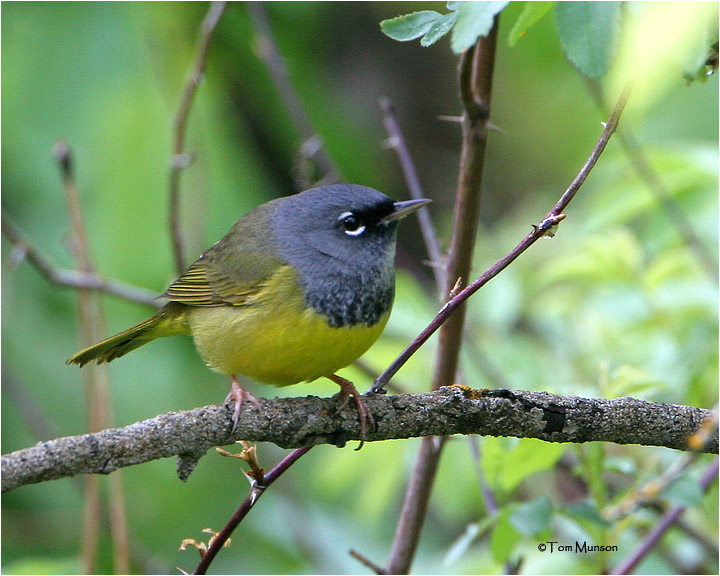 MacGillivrays Warbler