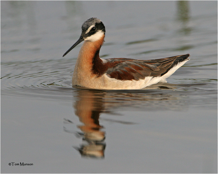 Wilsons Phalarope   (female)