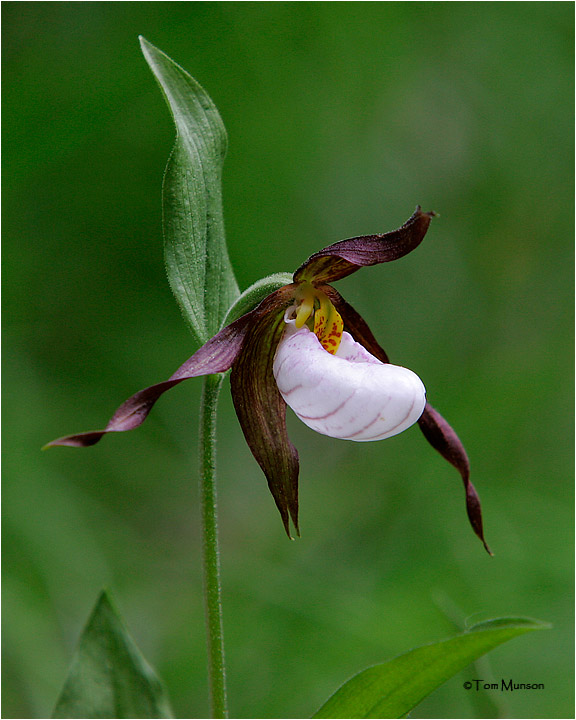  Mountain Ladys Slipper  (a  rare wild flower)