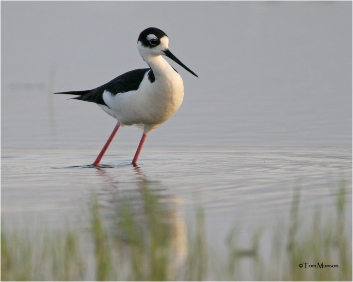 Black-necked Stilt